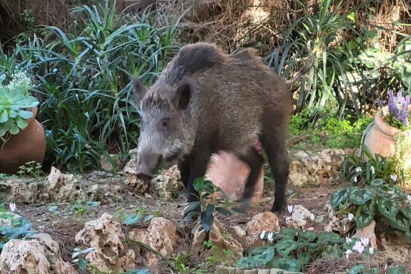 הצייד שהפך לניצוד: מהנדס חיפאי נפצע בינוני על ידי חזיר בר זועם