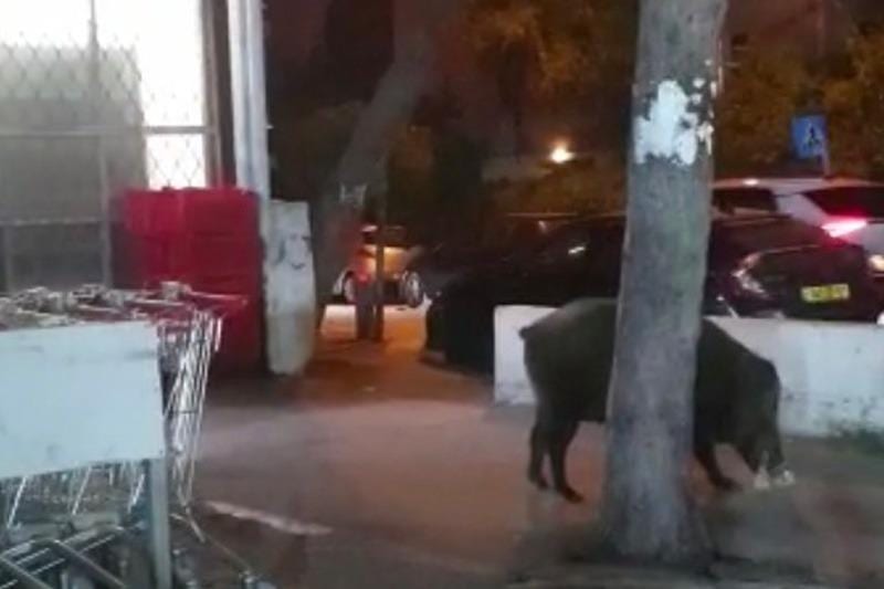 עיריית חיפה המיתה את חזיר הבר שתקף במרכז הכרמל