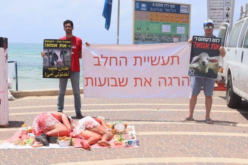 "חג החלב? מאחורי הפרה המחייכת בפרסומת יש מעגל איימים"