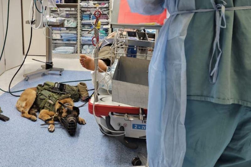 הכלב דאגו נפצע בג'נין ונשאר לשכב ברמב"ם לצד הלוחם