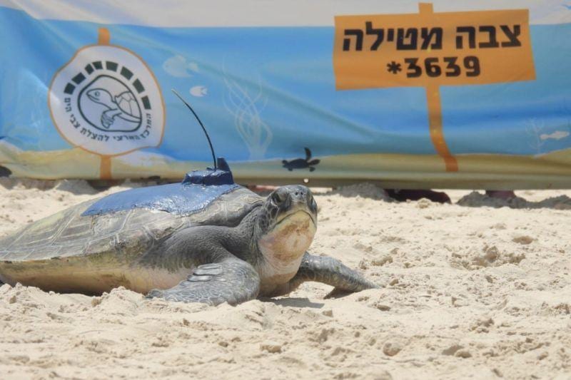 מחיפה ועד אירופה: כך תוכלו לעקוב אחרי מיקומן של צבות ים