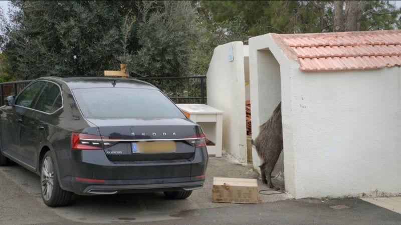 "חזירי עירנו": הסרט שכל חיפאי חייב לראות 