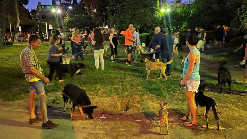 "הם הופכים את הכלבים של כרמליה לפקעת עצבים ואותנו לעבריינים"