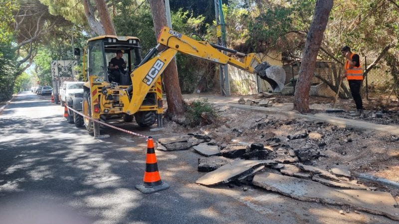 שוב פגיעה חמורה בשורשי אורנים עתיקים בשד' הצבי בחיפה