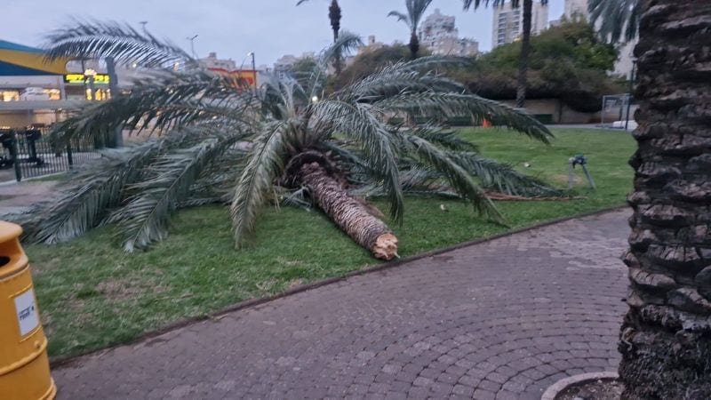 מנזקי הסופה: עשרות עצים נעקרו בקרית מוצקין