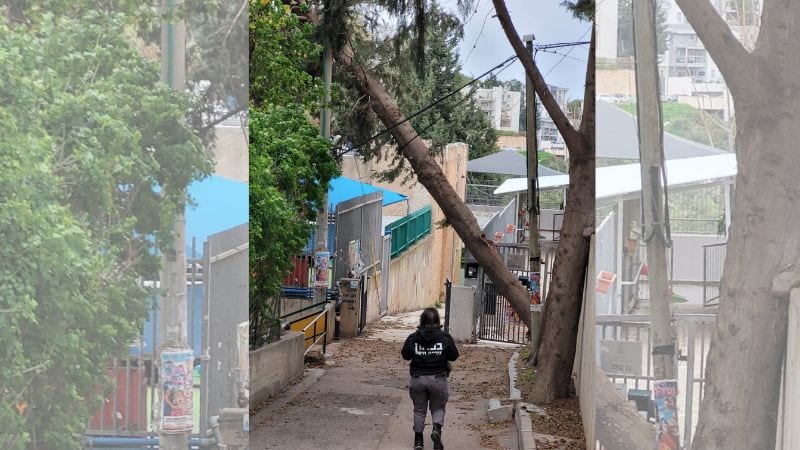 כמה זמן דרוש לעיריית חיפה לפנות עץ שמשבית שלושה גני חינוך מיוחד?