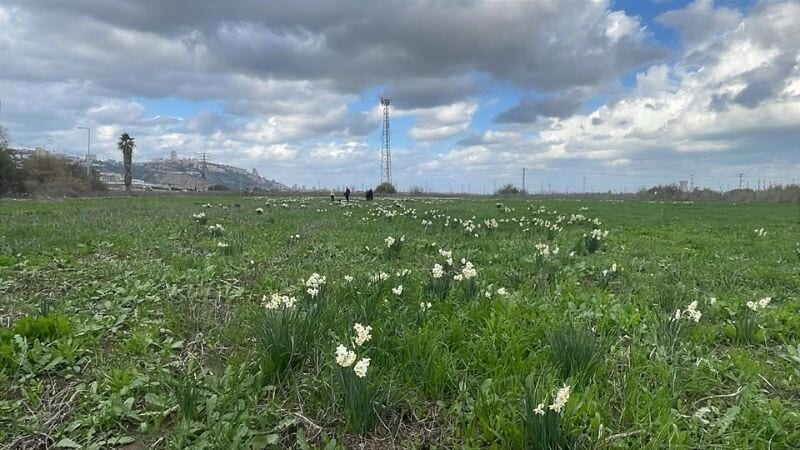 "שלבו את הטבע במקום למחוק אותו": תושבים בנשר נגד תוכנית פארק האגמים