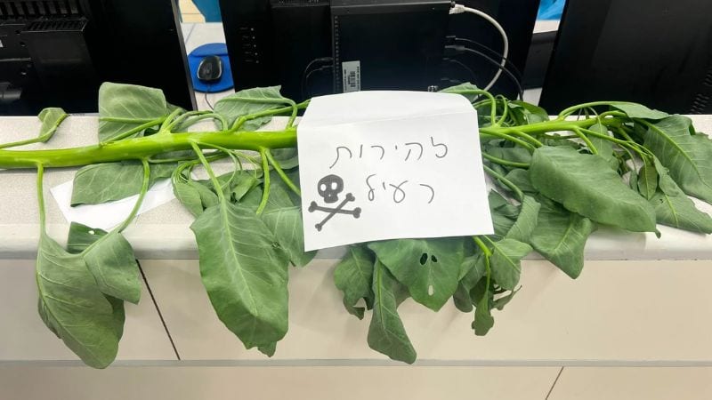 בי"ח רמב"ם: שני גברים אושפזו עם הרעלה לאחר אכילת צמח בר נפוץ